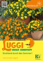 PdJ 2018 "Luggi unser Sunnyboy" Plakat A2 VE 3 St
